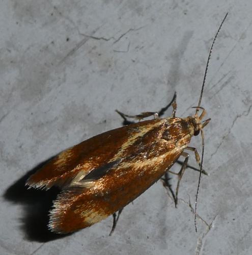 Metalampra sp.